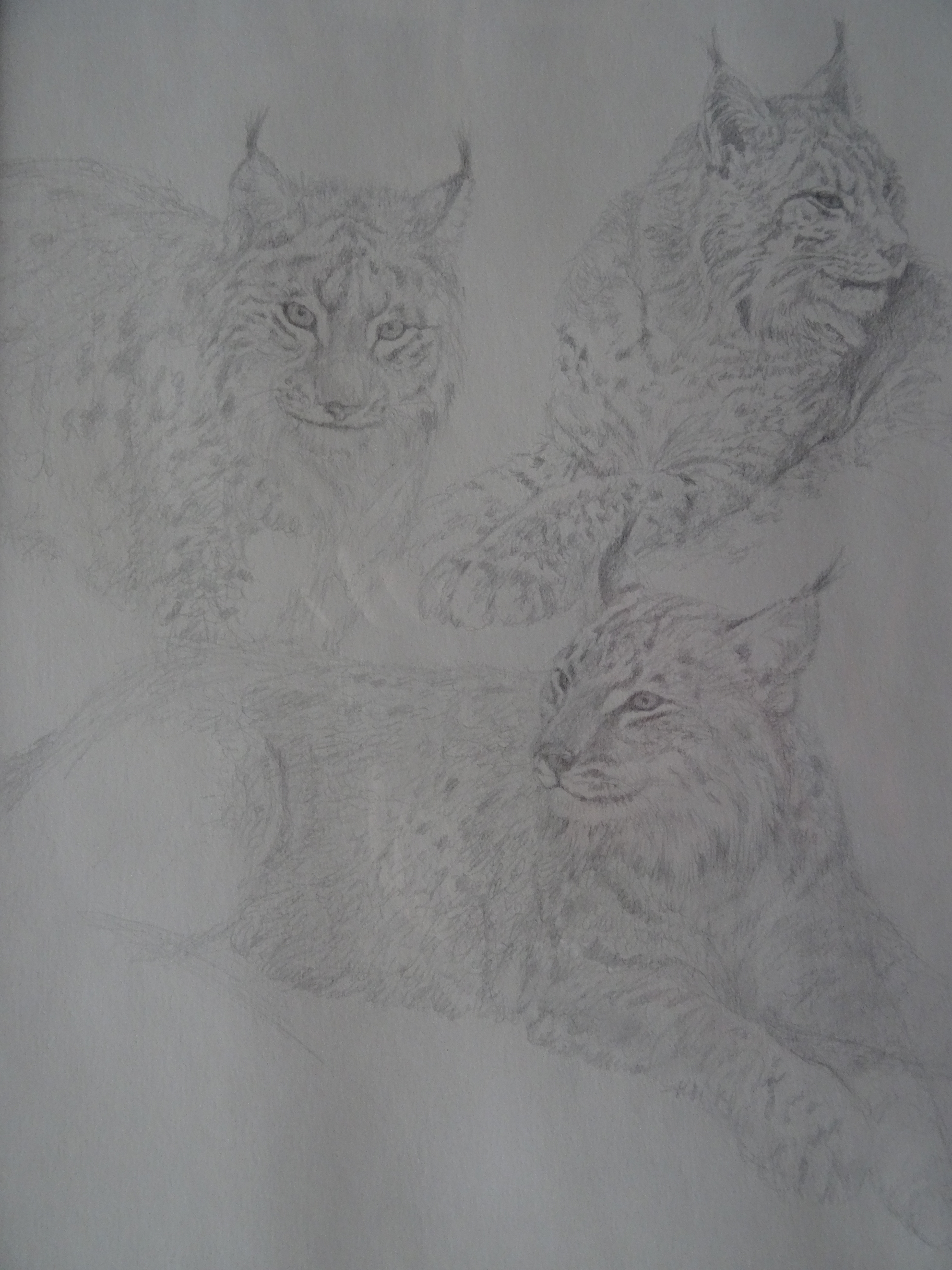 Lynx